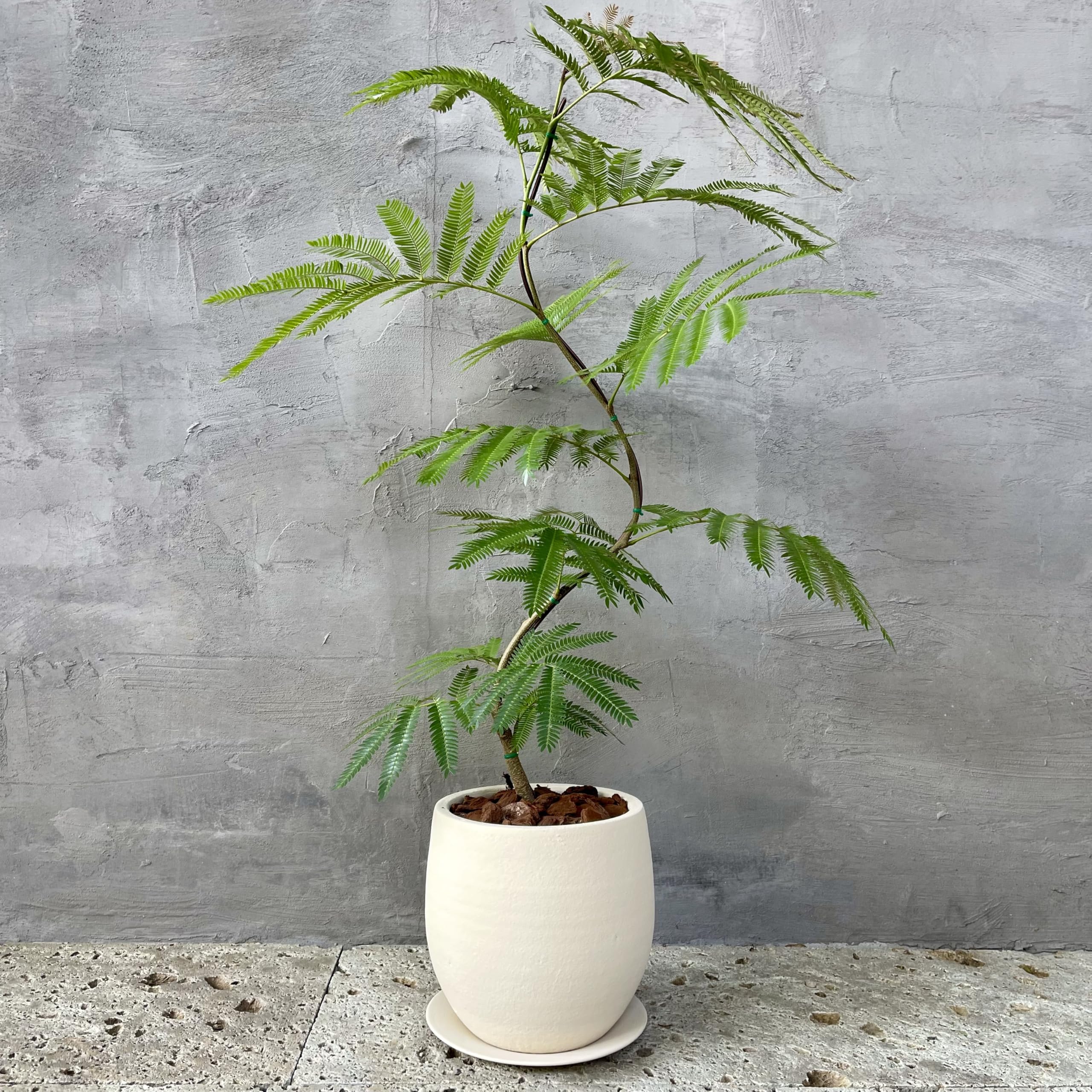 Amazon｜SUZUHA 観葉植物 本物 エバーフレッシュ 曲がり仕立て 7号